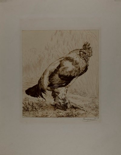 Az öreg kakas alkotó: Félix Henri Bracquemond