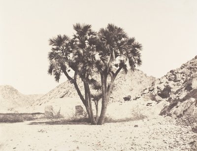Fileh környéke, Palmier Doum a Nílus keleti partján, 1851-52, nyomtatva 1853-54. alkotó: Félix Teynard