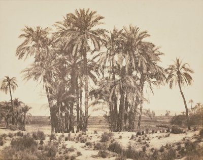 [A datolyapálmák ligetét az A pontról nézve, Karnak] alkotó: Félix Teynard