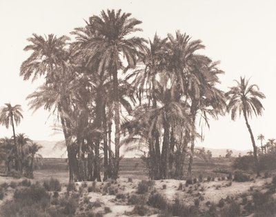 Karnak, A pontból látható datolyapálmák csoportja, 1851-52, nyomtatva 1853-54. alkotó: Félix Teynard
