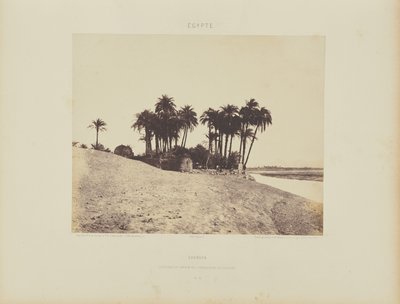 Luxor. Dátumpálmák és Luxor Expedíció kertje alkotó: Félix Teynard
