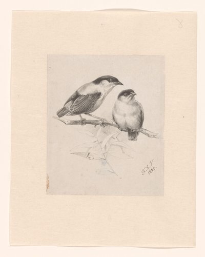 Két mell egy ágon alkotó: Floris Verster