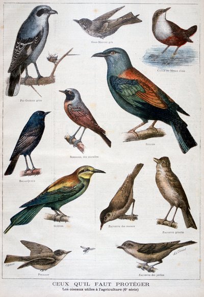 Védett és a mezőgazdaságban hasznos madarak, 1897 alkotó: Fortuné Méaulle