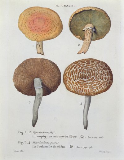 Hypodendrums fagi és queris, J. H. Leveille „Iconographie des Champignons de J.J. Paulet” 138-as táblája, Tourcaty metszet, 1855 alkotó: Fossier