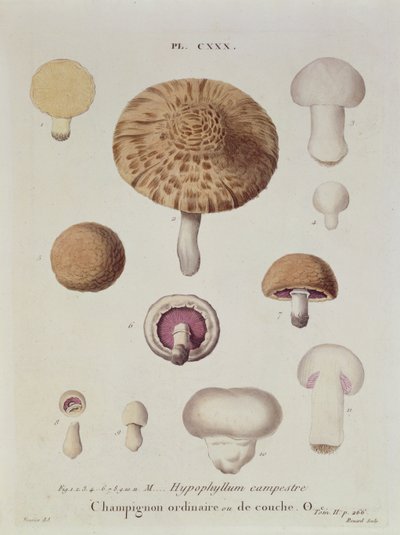 Hypophyllum campestre vagy mezei gomba, 130. tábla az „Iconographie des Champignons de J.J. Paulet, J.H. Leveille, metszett Renard, 1855 alkotó: Fossier