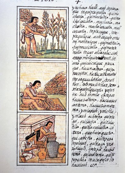 A paraszti élet jelenetei, a búza aratás, a gyékénygyapot tisztítás és az üvegekbe rakás, a nahuati nyelvű szöveg, Bernardino de Sahagun új Spanyolország dolgainak általános története, más néven Firenzei kódex kéziratának fakszimiléjéből alkotó: Fra Bernadino da Sahagun
