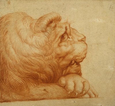 Oroszlánfej profilban (piros kréta fehér papíron) alkotó: Francesco de Rossi Salviati Cecchino