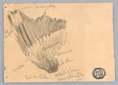 Vázlat egy szárnyról alkotó: Francis Augustus Lathrop