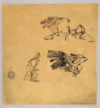 Tanulmányok a szárnyakról alkotó: Francis Augustus Lathrop