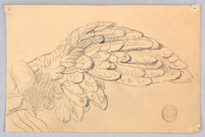 Egy szárny tanulmányozása alkotó: Francis Augustus Lathrop