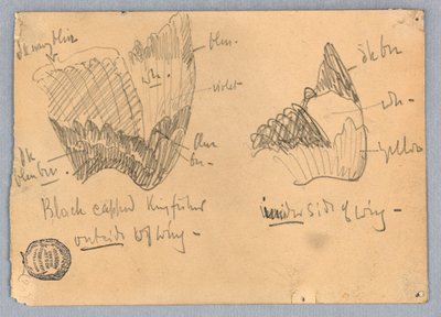 Fekete sapkás jégmadár szárnya alkotó: Francis Augustus Lathrop