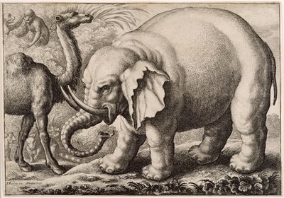 Egy elefánt és egy teve, metszett: Hollar Vencel (1607-77) 1663 alkotó: Francis Barlow