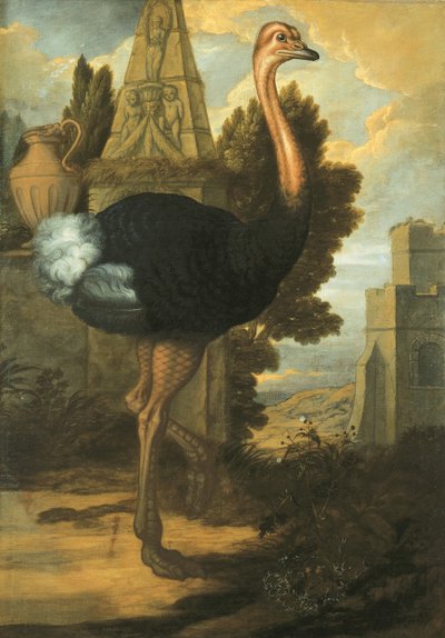 Egy strucc alkotó: Francis Barlow