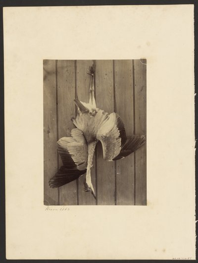 Heron alkotó: Francis Edmond Currey