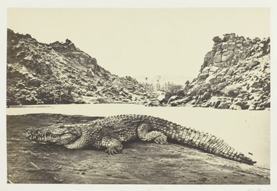 Krokodil a homokparton, 1857. alkotó: Francis Frith
