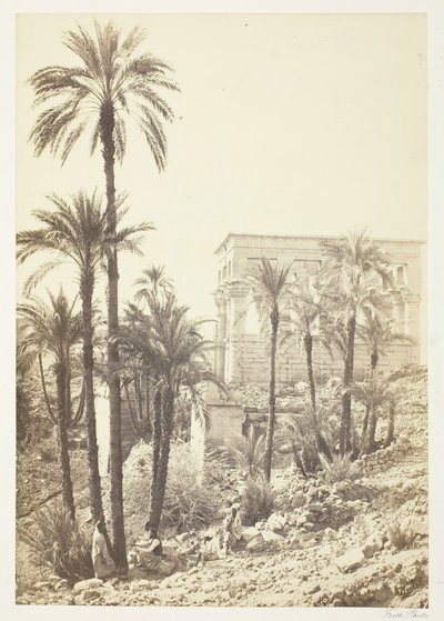 Pálmacsoport, 185862. alkotó: Francis Frith