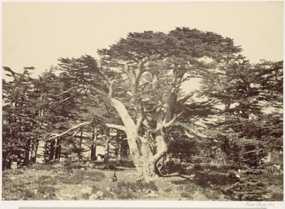 A legnagyobb cédrus, Libanon-hegy alkotó: Francis Frith