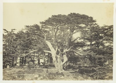 A legnagyobb cédrus, a Libanon-hegy, 1857. alkotó: Francis Frith