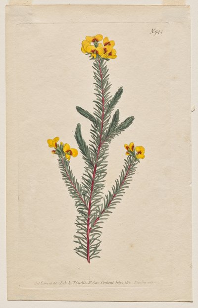 A Botanikai Magazin vagy Virágoskert Megjelenítve: 944. tábla, Dillwynia glaberrima. Simalevelű dillwynnia. [Dillwynia ericifolia gaberrima] alkotó: Francis Sansom