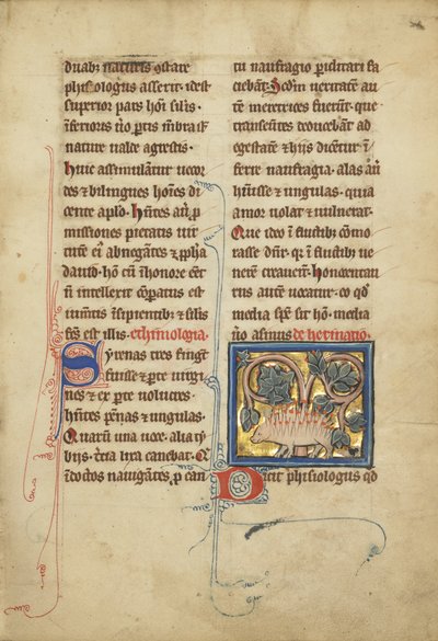 Egy sündisznó egy bestiáriumból Ms. Ludwig XV 4, fol. 82, 1280-1300 körül (tempera, toll és tinta, aranylevél és festék pergamenre) alkotó: Franco-Flemish School