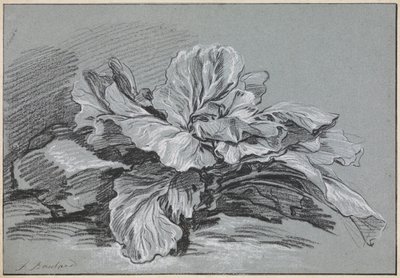 Egy káposzta vizsgálata alkotó: François Boucher
