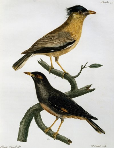 Brahminy Starling (Sturnus pagodarum) és lent Bank Myna (Acridotheres ginginianus), metszet a Histoire Naturelle des Oiseaux d