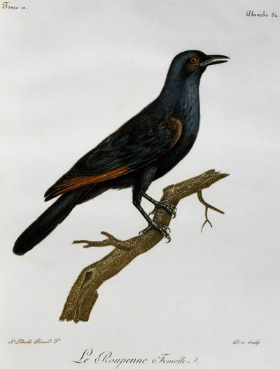 Nőstény vörösszárnyú seregély (Onychognathus morio), metszet a Histoire Naturelle des Oiseaux d