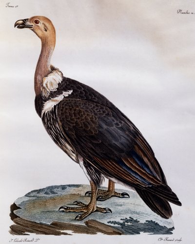 Érett Cape Griffon (Gyps coprotheres), metszet az afrikai madarak természetrajzából alkotó: Francois Le Vaillant