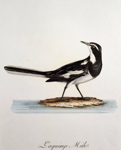 Hím afrikai csicska (Motacilla aguimp), metszet a Histoire Naturelle des Oiseaux d