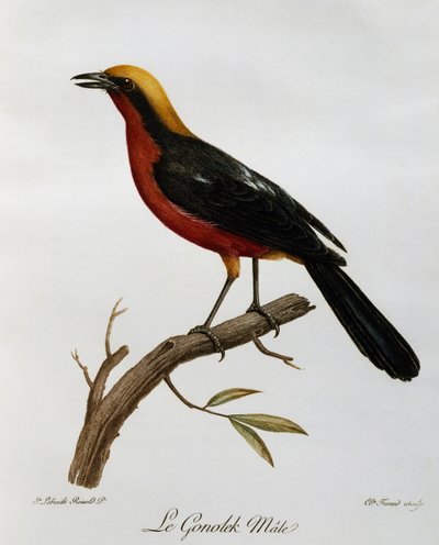 Hím közönséges gonolek (Laniarius barbarus), metszet az afrikai madarak természetrajzából alkotó: Francois Le Vaillant