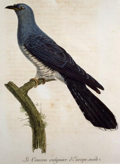 Hím eurázsiai kakukk (Cuculus canorus), metszet a Histoire Naturelle des Oiseaux d