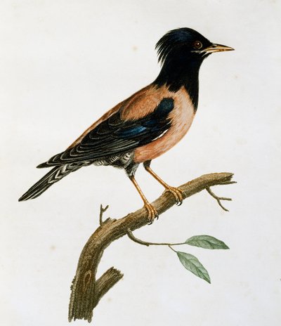 Hím rózsás seregély (Sturnus roseus), metszet a Histoire Naturelle des Oiseaux d