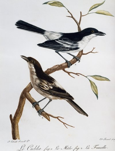 Feketehátú Puffback (Dryoscopus cubla) hím és nőstény, metszet a Histoire Naturelle des Oiseaux d