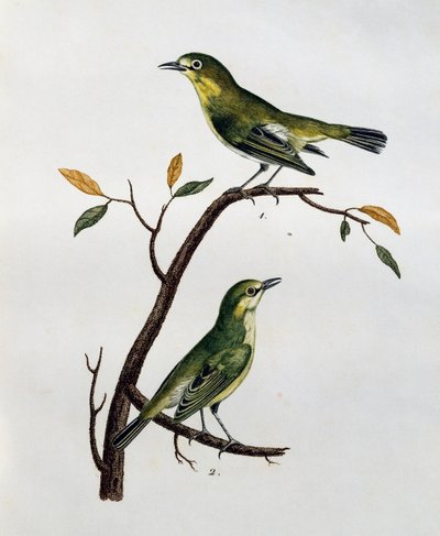 Halvány fehérszemű (Zosterops pallidus) hím és nőstény, metszet a Histoire Naturelle des Oiseaux d