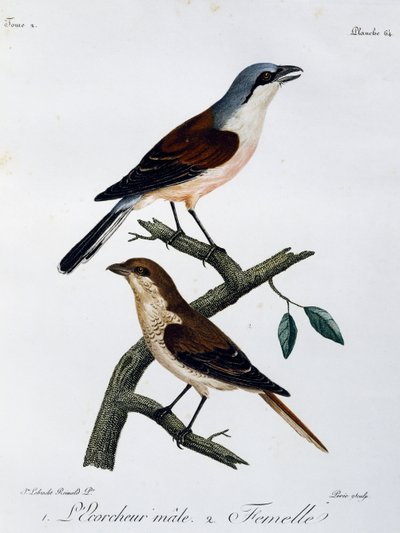 Vöröshátú rák (Lanius collurio) hím és nőstény, metszet a Histoire Naturelle des Oiseaux d