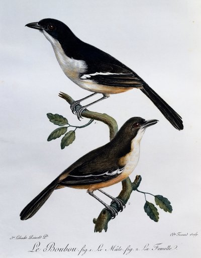 Southern Boubou (Laniarius ferrugineus) hím és nőstény, metszet a Histoire Naturelle des Oiseaux d