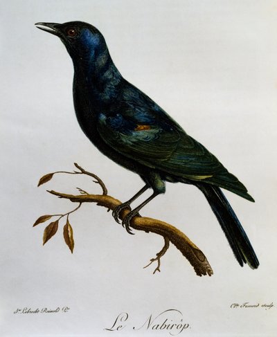 Halványszárnyú seregély (Onychognathus nabouroup), metszet az afrikai madarak természetrajzából alkotó: Francois Le Vaillant