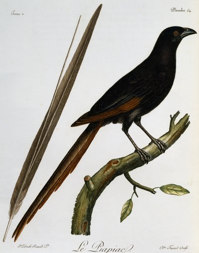 Piapiac (Ptilostomus afer), metszet a Histoire Naturelle des Oiseaux d
