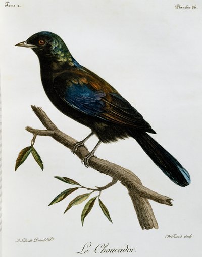 Principe Glossy-Starling (Lamprotornis ornatus), metszet a Histoire Naturelle des Oiseaux d