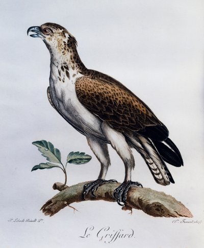 Rövidujjú kígyósas (Circaetus gallicus), metszet az afrikai madarak természetrajzából alkotó: Francois Le Vaillant