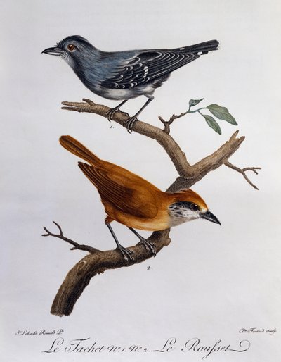 Tachet és lent Rousset, metszet a Histoire Naturelle des Oiseaux d