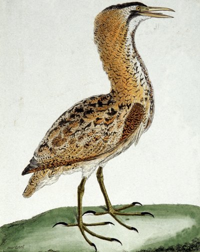 Bölömbika alkotó: Francois Nicolas Martinet