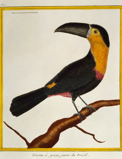 Csatornacsőrű tukán (Ramphastos vitellinus), a madarak természetrajzából alkotó: Francois Nicolas Martinet