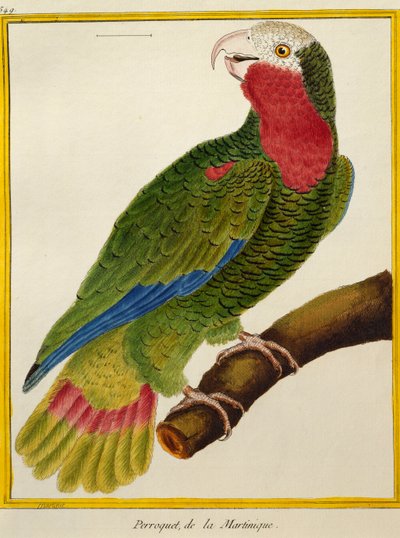 Kubai papagáj (Amazona leucocephala), a madarak természetrajzából alkotó: Francois Nicolas Martinet