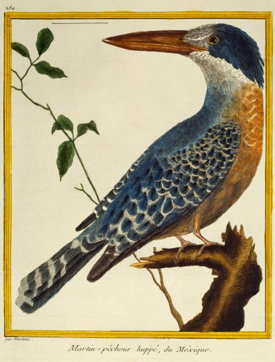 Óriás jégmadár (Megaceryle maxima), a madarak természetrajzából alkotó: Francois Nicolas Martinet