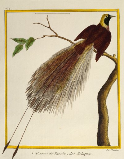 Paradicsommadár (Paradisaea apoda), a madarak természetrajzából alkotó: Francois Nicolas Martinet