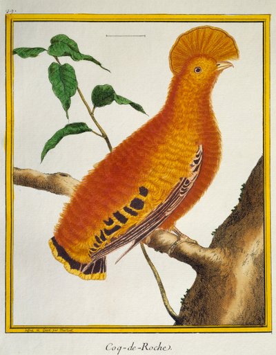 Guyanai kakas (Rupicola rupicola), a madarak természetrajzából alkotó: Francois Nicolas Martinet