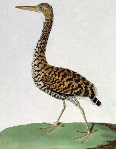 Becsület alkotó: Francois Nicolas Martinet