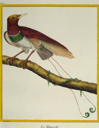 Paradicsommadár király (Cicinnurus regius), a madarak természetrajzából alkotó: Francois Nicolas Martinet