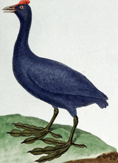Madagaszkár alkotó: Francois Nicolas Martinet